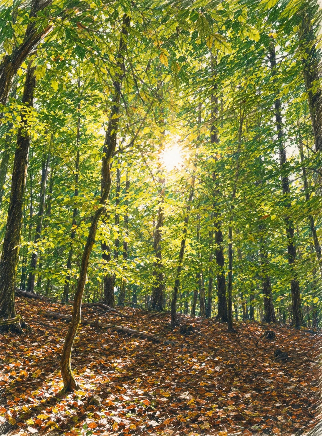 dirk-bock_natur-zeichnung-01
